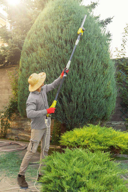 Trusted Innsbrook, VA Tree Removal and Landscaping Services Experts